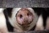 Targeting African Swine Fever